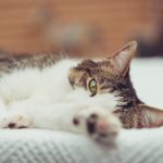 女神盒子官网 8175k